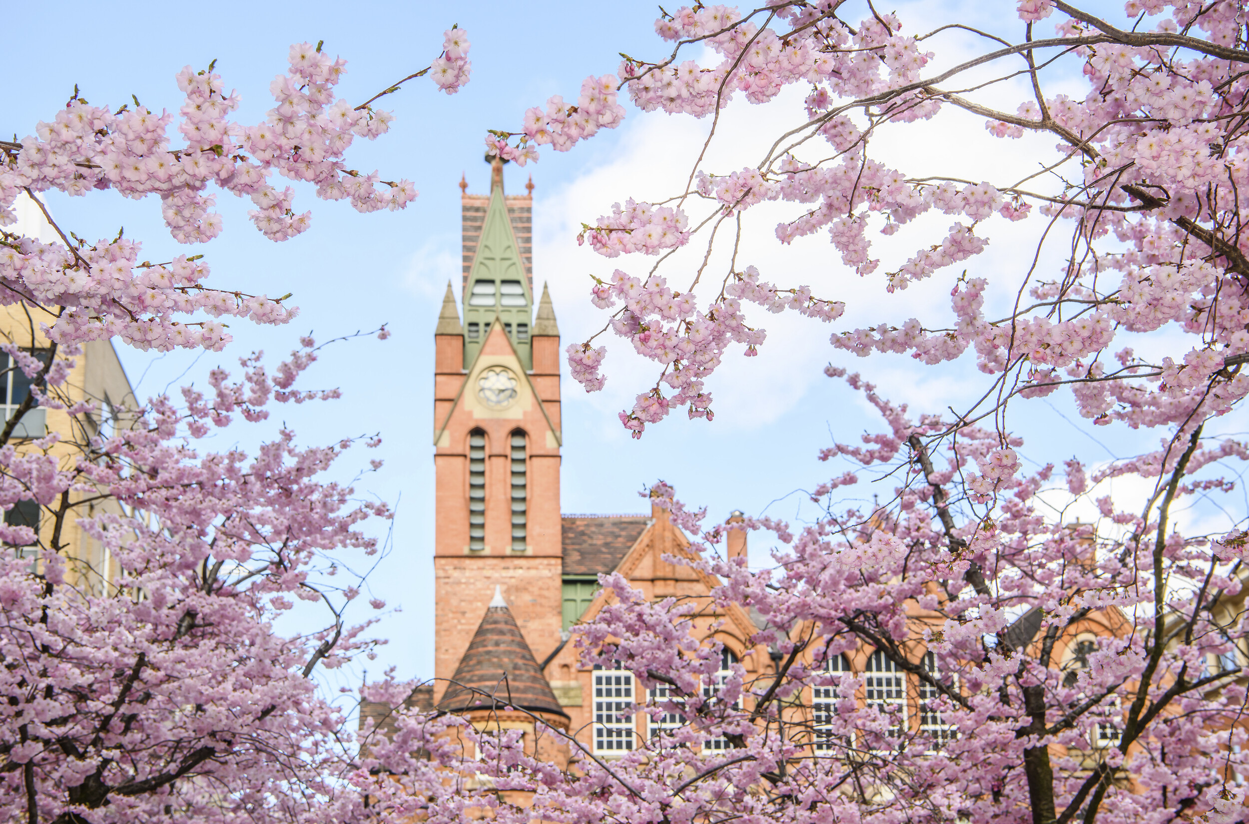 Birmingham's annual Cherry Blossom Day is back this month